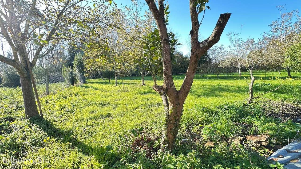 Casa para Recuperar em Oiã, Oliveira do Bairro-10