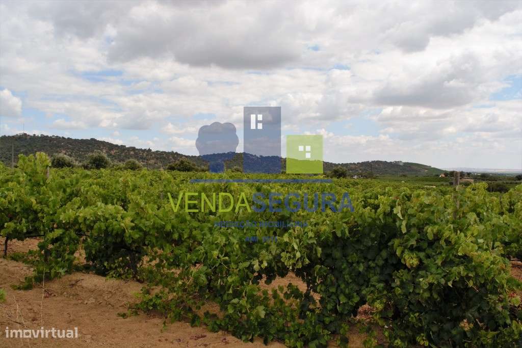 Herdade Mista de 7,795 ha | Vila de Frades - Grande imagem: 4/4