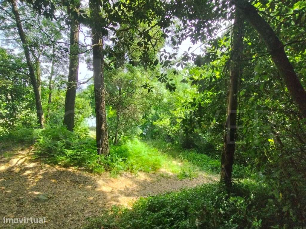 Terreno em Monção com Vinha e Vista Rio - Grande imagem: 5/9
