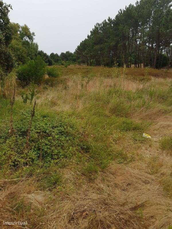 Terreno em Belinho - Grande imagem: 4/4