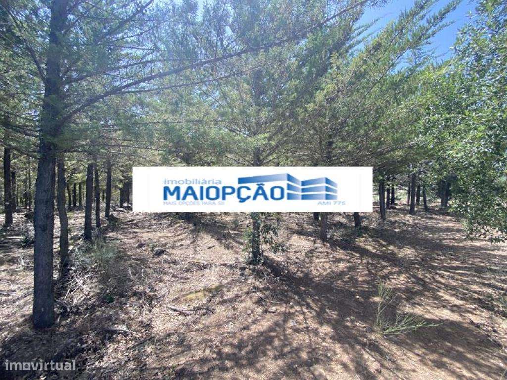 Venda - Terreno Rustico - Grande imagem: 3/3