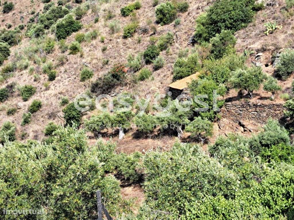 Chafurgão,Terreno agrícola com vista Douro em Freixo de Espada à Cinta - Grande imagem: 5/22