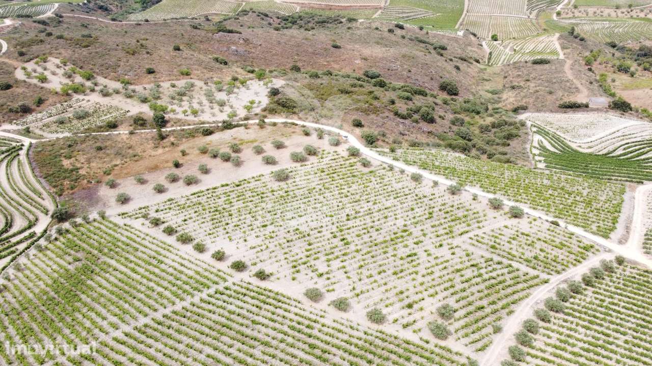 Quinta Agrícola em Cedovim – Vila Nova de Foz Côa - Grande imagem: 4/5