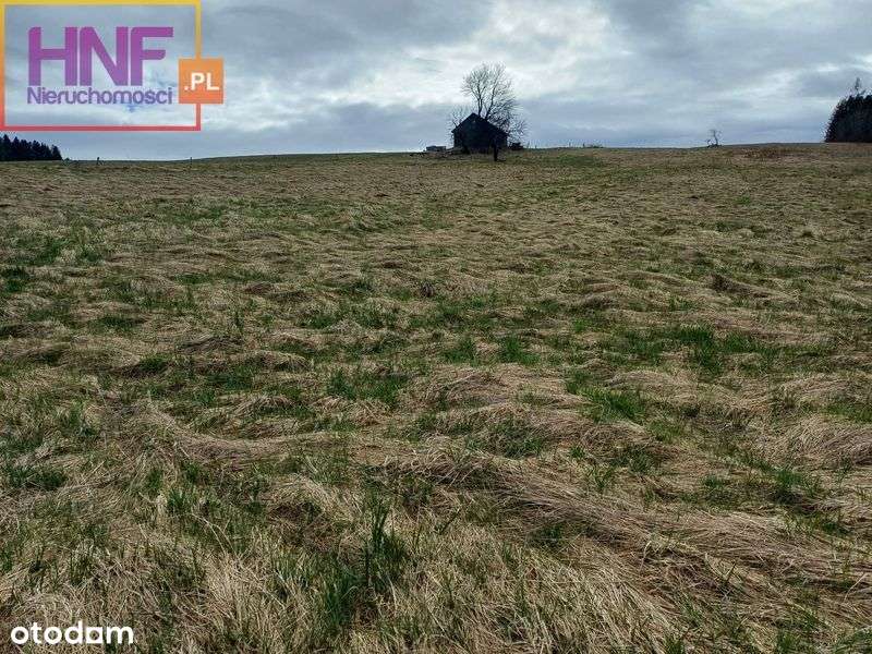 Działka 30ar w miejscowości Muszynka - Pełny obrazek: 5/13