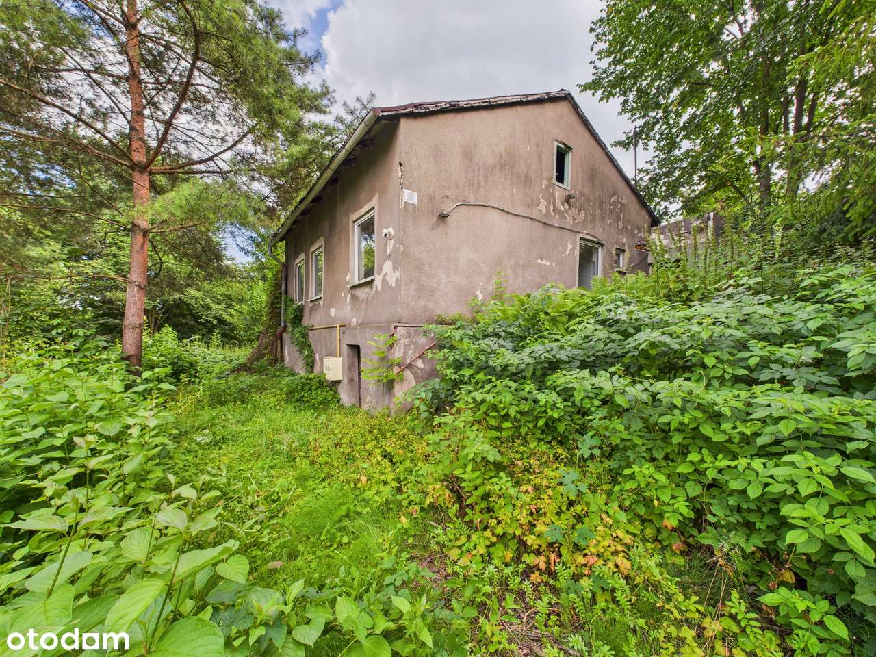 Zielona Działka z Własnym Źródłem i Stawem w Świetnej Lokalizacji!-2