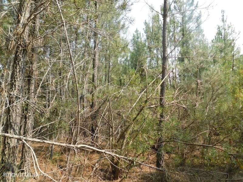 Terreno / Covilhã, Barco e Coutada - Grande imagem: 3/4