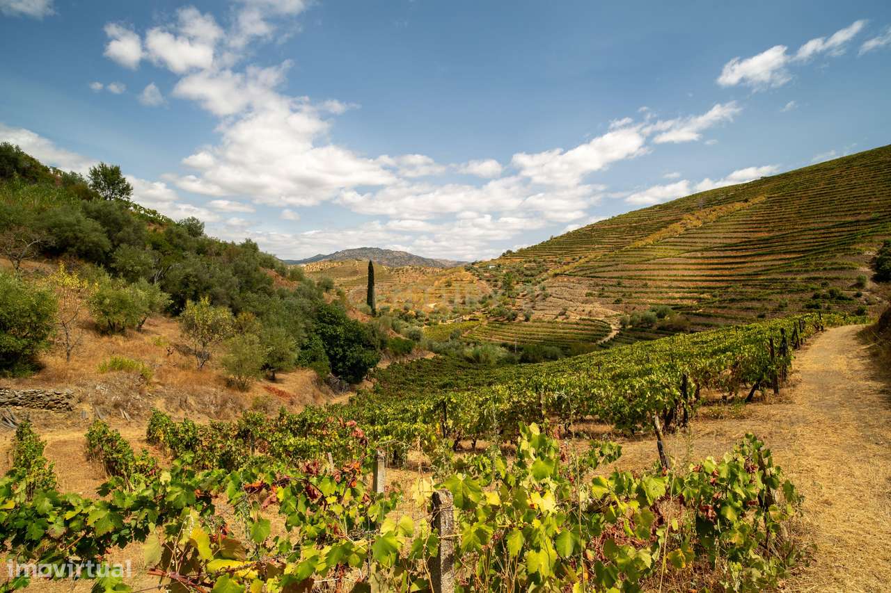 Farm with productive vineyard in the Douro Demarcated Region — São Joã-24