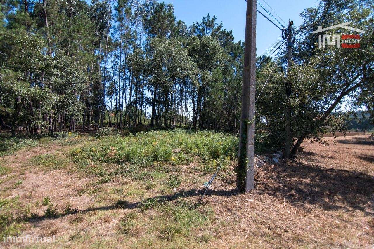 TERRENO RÚSTICO DE 680 M2 COM PINHAL E TERRA DE CULTIVO - Grande imagem: 2/5