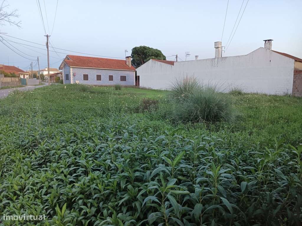 Terreno com 31m de frente para venda Bustos - Oliveira do Bairro - Grande imagem: 4/21