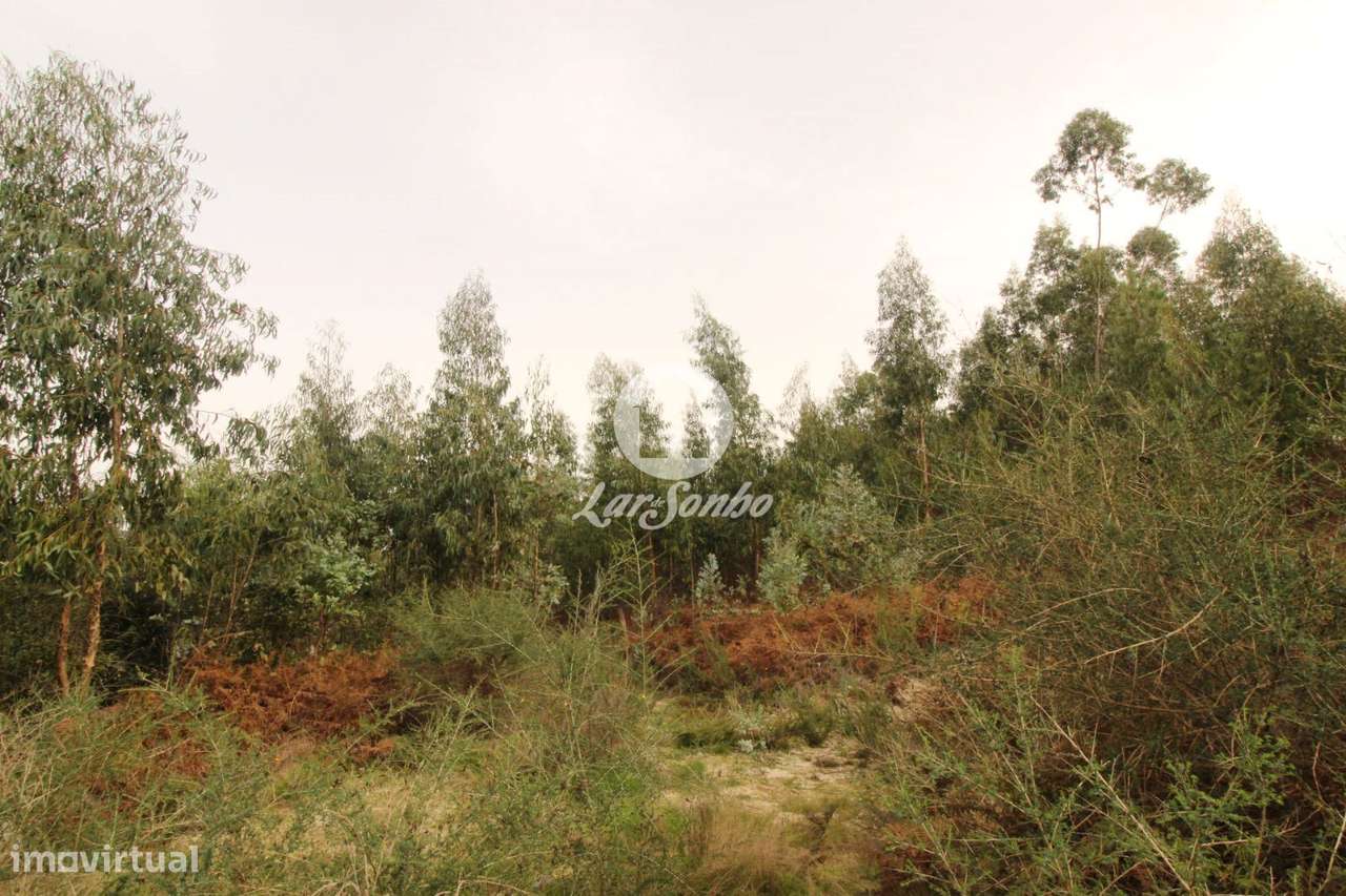 Terreno com 17.990m2 área S. Gens Fafe - Grande imagem: 4/16