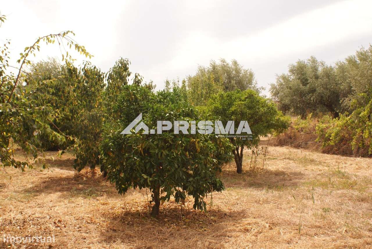 Quinta para Venda em Orca - Fundão-19