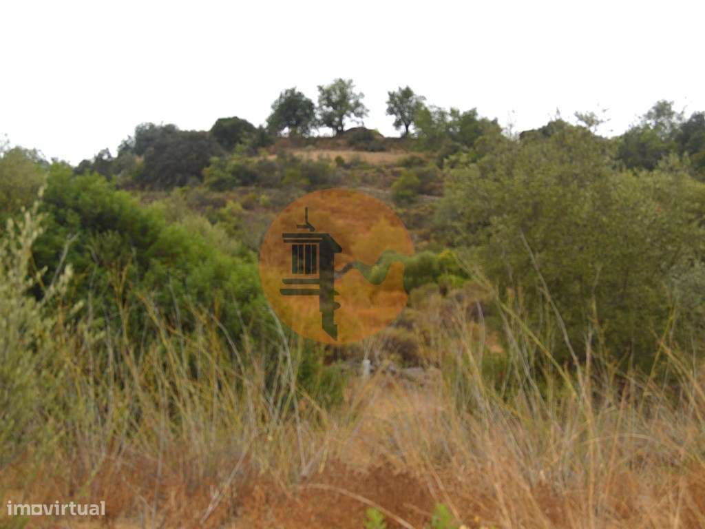 Terreno rústico com árvores de sequeiro - Grande imagem: 3/9