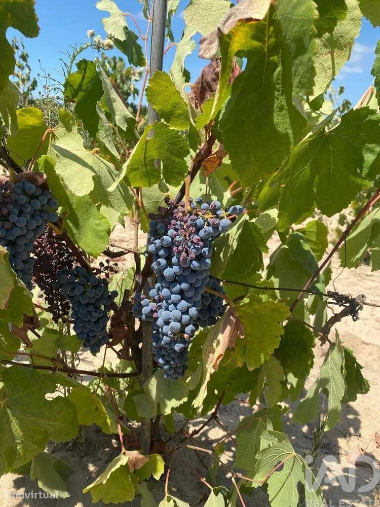 Terreno Agrícola em Benfica do Ribatejo - Grande imagem: 3/9