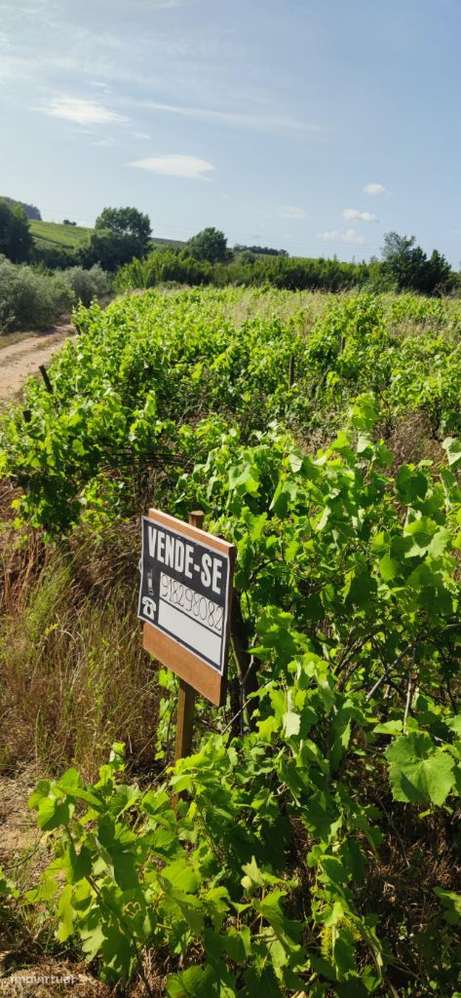 Terreno rustico | 9640 m2 | Cadaval - Grande imagem: 5/7