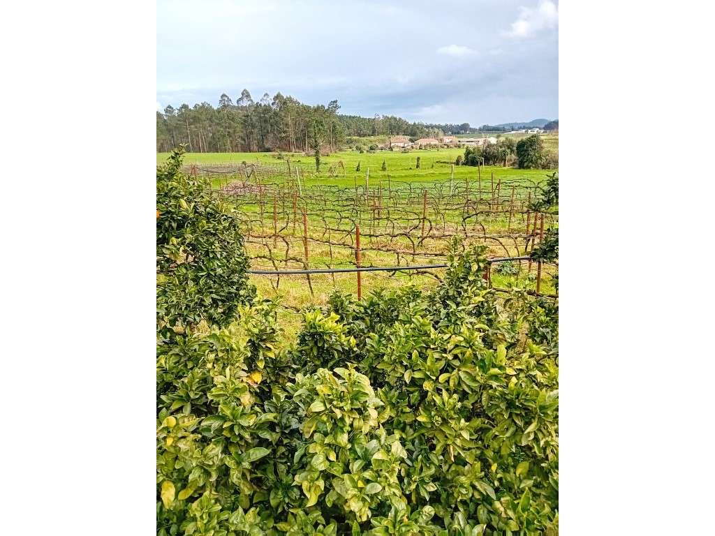 Quinta em Vila Nova de Famalicão - Gondifelos | 6.000 m² de Terreno...-21