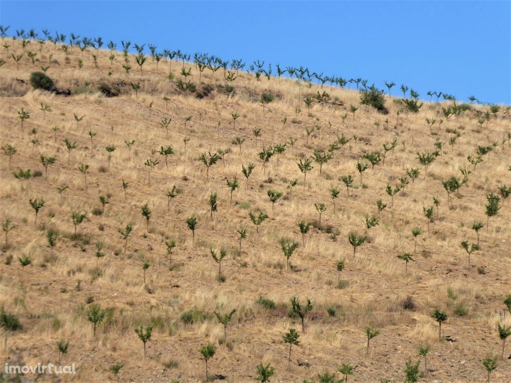 110ha terra c/ amendoal, sobreiros, cultivo. Portugal, Guarda, Pinhel.