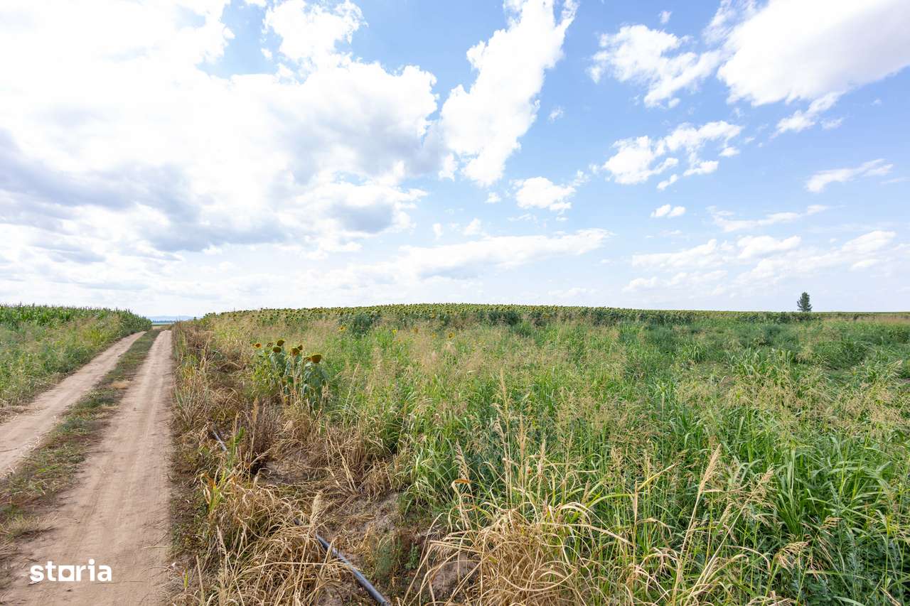 Teren agricol extravilan 2.6 ha - 26.000 mp - Valcelele, Buzau-12