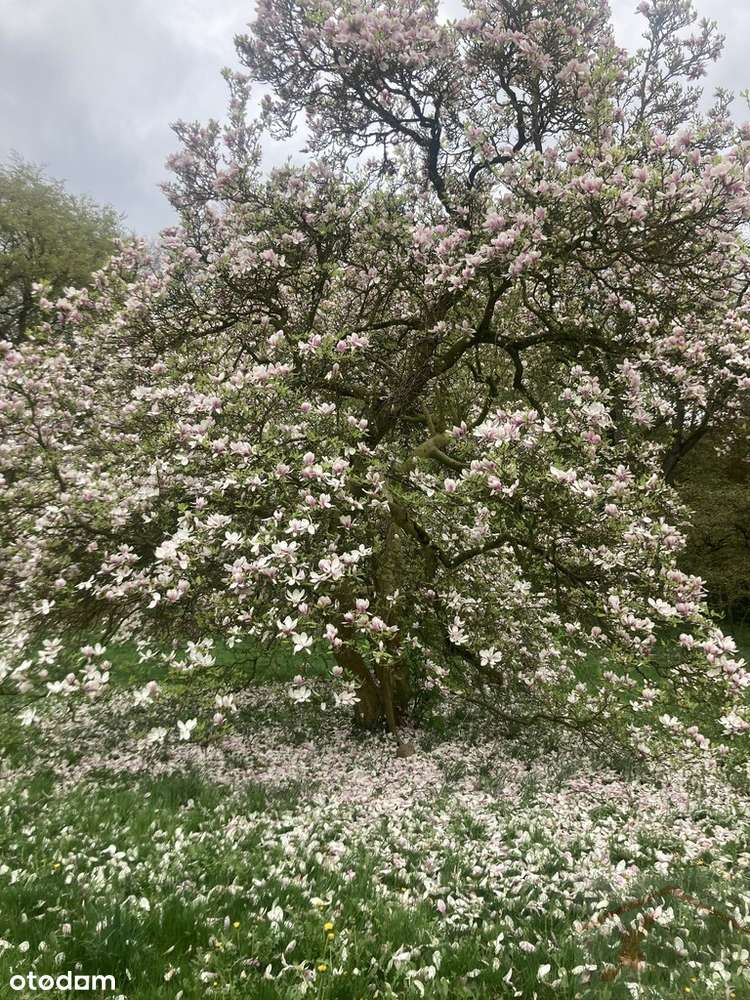 Inwestycja  21 ha gruntów z pałacem i parkiem - Pełny obrazek: 4/17