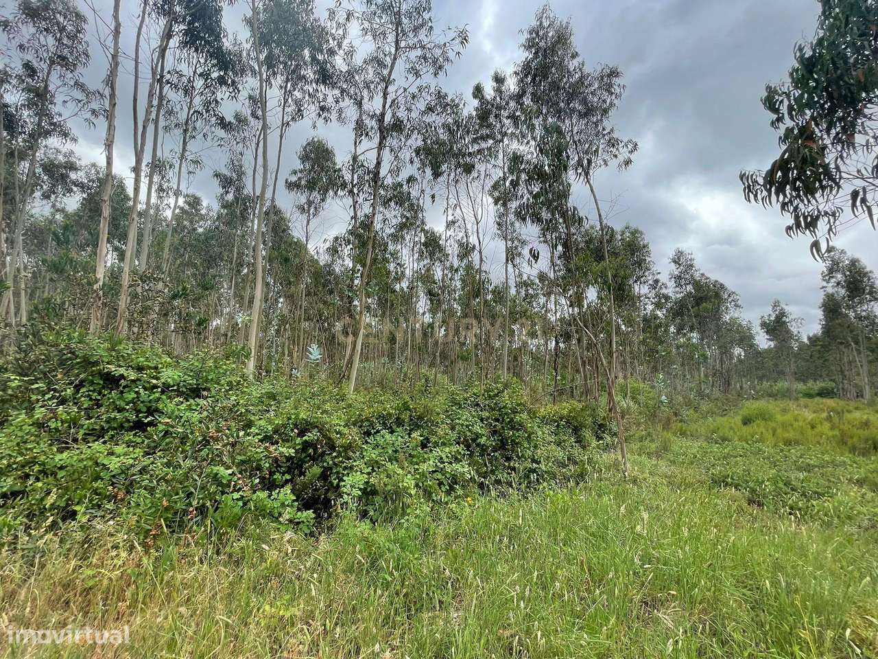 Terreno Agro-Florestal com 21.062 m² | Pedreira – Ouca | Vagos-5