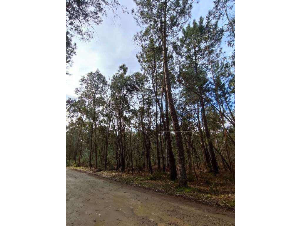 Terreno - Oliveira do Bairro - Grande imagem: 2/3