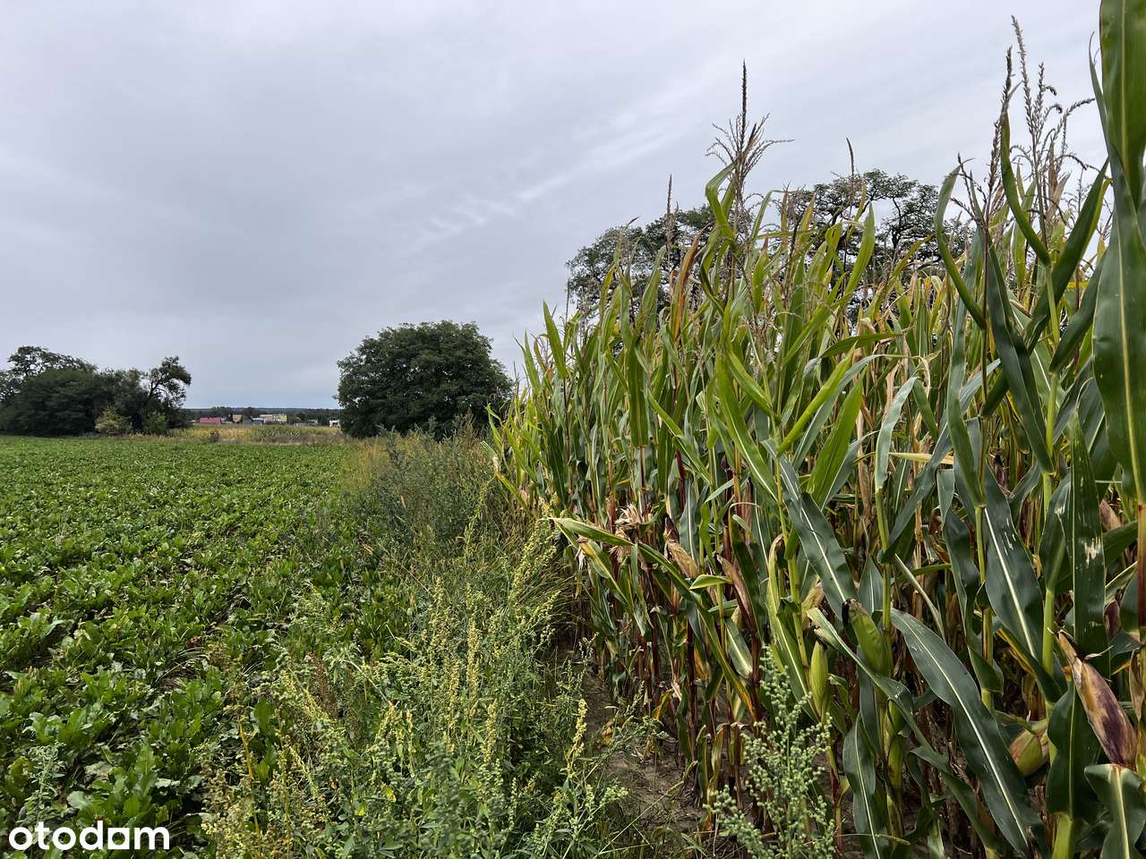 1h grunt pod zabudowę rezydencjonalną Wielkopolski Park Narodowy-7