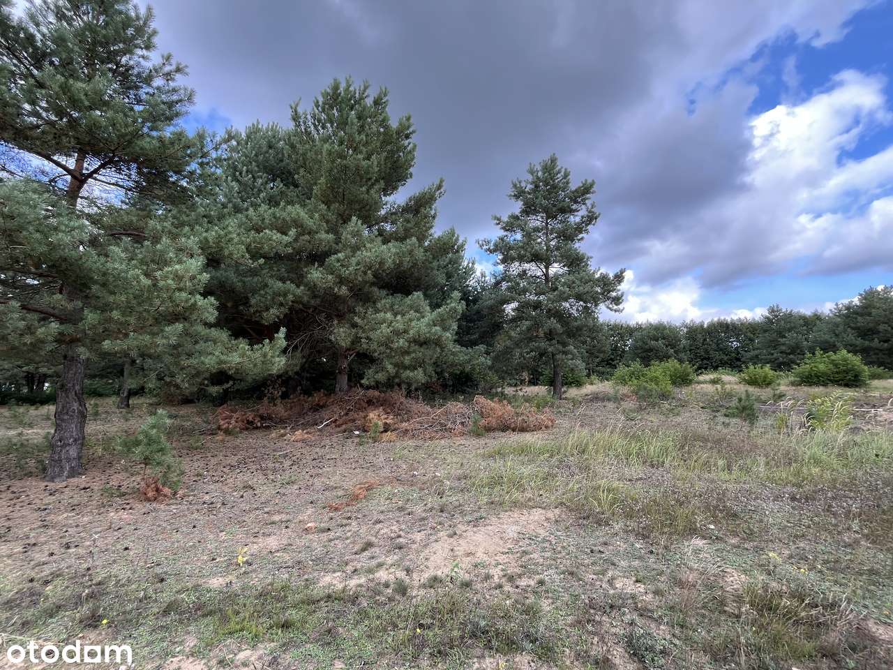 Działki budowlane w lesie blisko Wrześni Psary-9