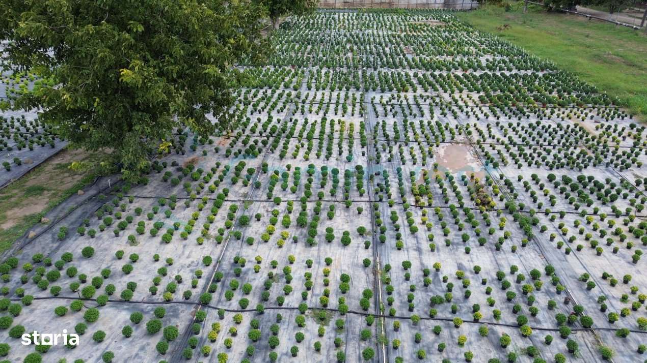 Teren 8,6 ha cu Sere,afacere horticola in Curtici,Arad,V4282,Gaminvest - Imagine principală: 5/5
