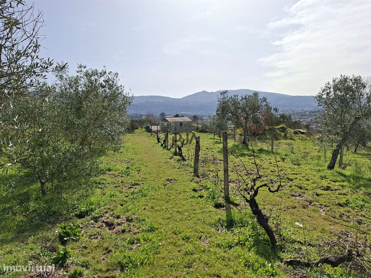 Quinta com 2Ha em Vila Cortês da Serra, Gouveia-19