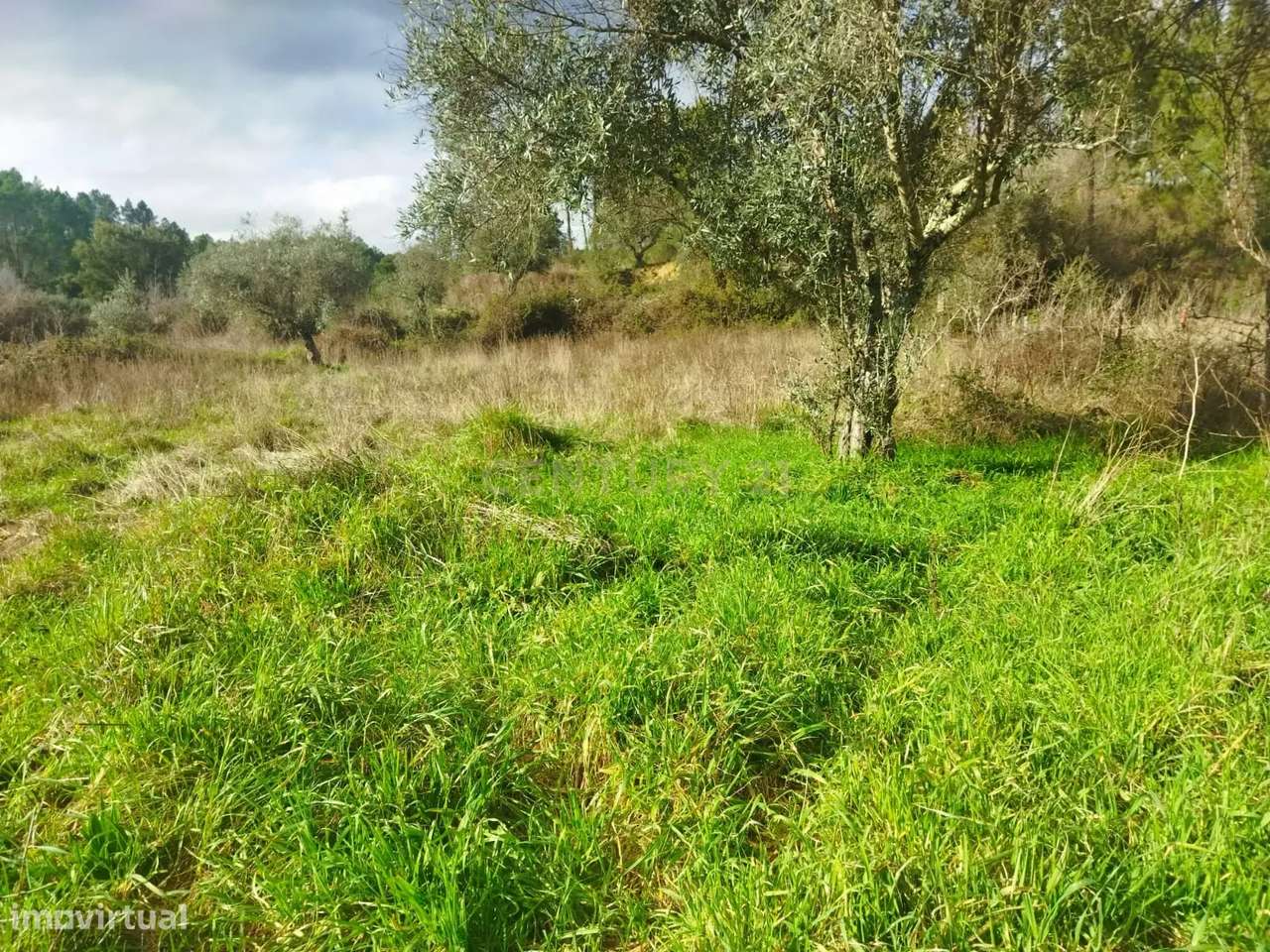 Terreno Rustico com 2.800 m2, Rochas de Baixo, Almaceda - Grande imagem: 4/7