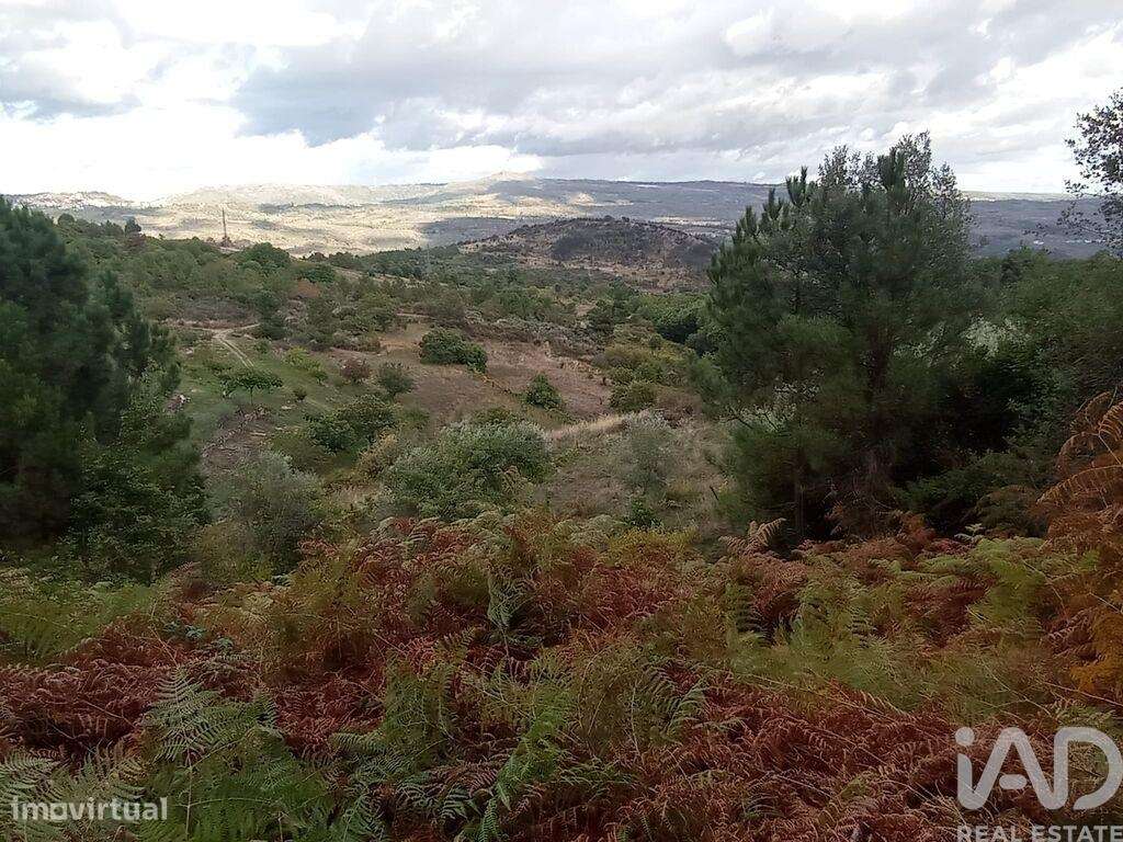 Terreno Agrícola em Sendim-8