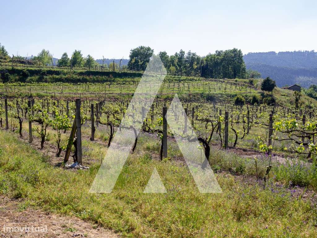 Vinhas Produtivas à Venda em Jugueiros, Felgueiras - Grande imagem: 4/12