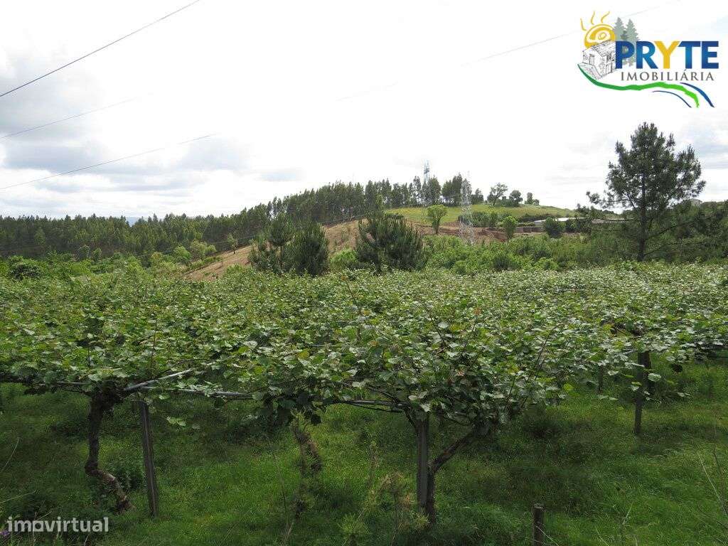 Quinta composta por moradia T4 situada perto de Cernache do Bonjardim-7