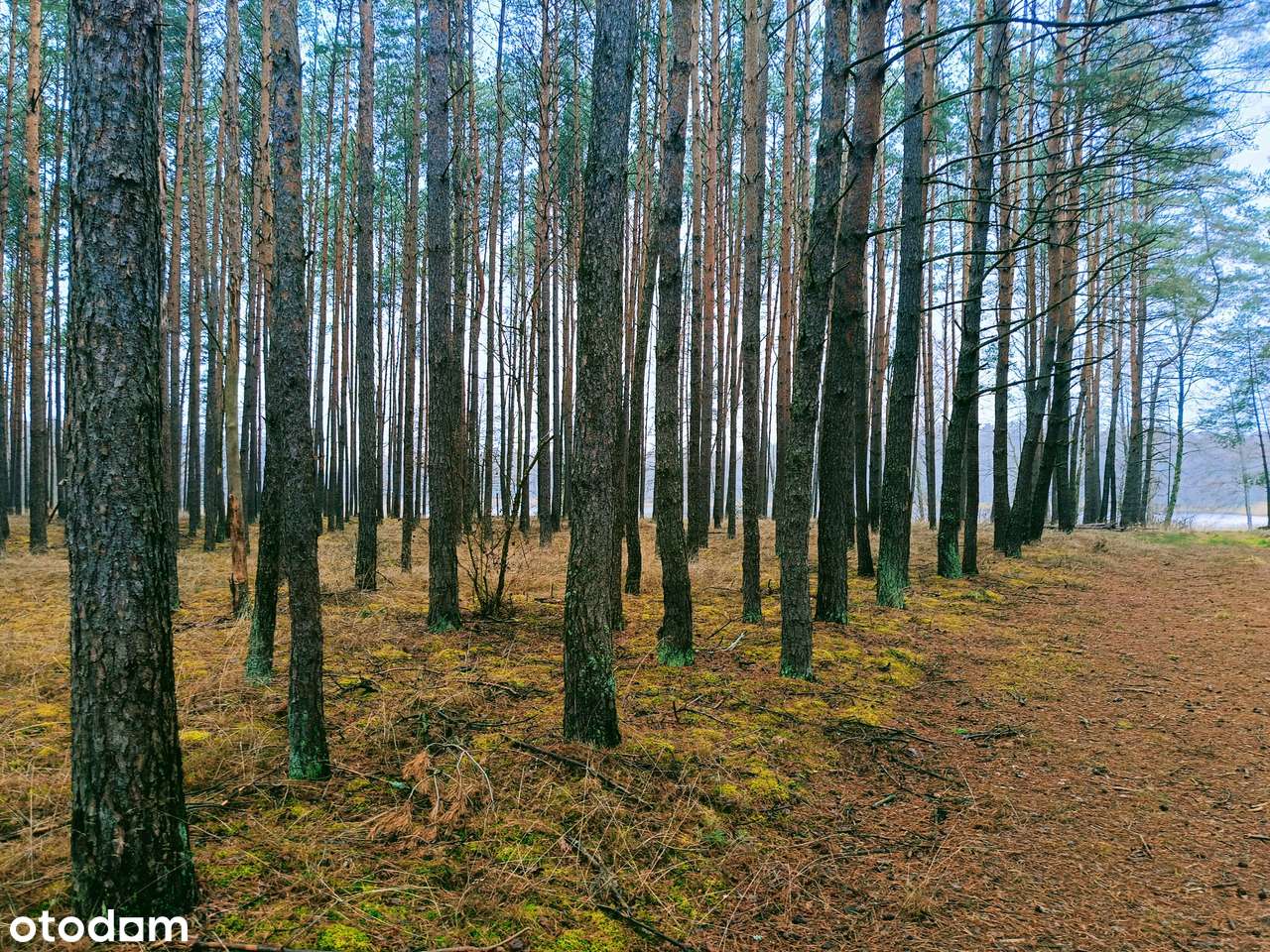 Działka z linią brzegową w Mężyku - Biała-6
