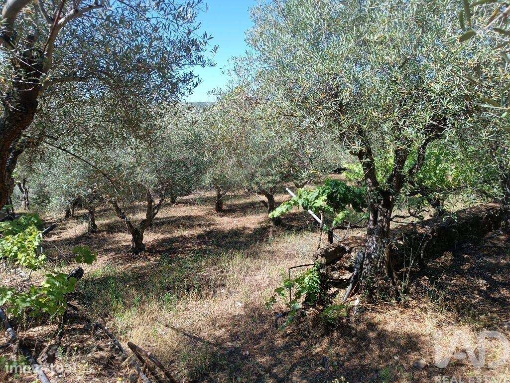 Terreno Agrícola em Poiares de 1900,00 m2 - Grande imagem: 4/28