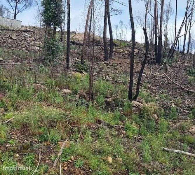 Bouça em Balde sta Leocádia-Baião - Grande imagem: 5/6