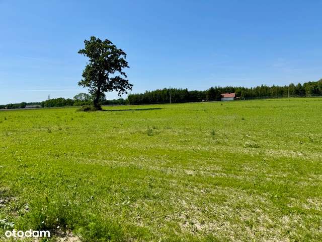 DZIAŁKA BUDOWLANA 25 km od Włocławka - Pełny obrazek: 4/20