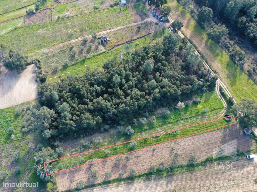 Terreno com Oliveiras no Telhado - Grande imagem: 5/8