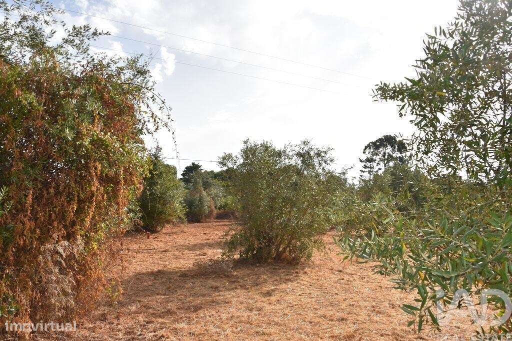 Terreno em Areias e Pias de 1040,00 m2 - Grande imagem: 5/18
