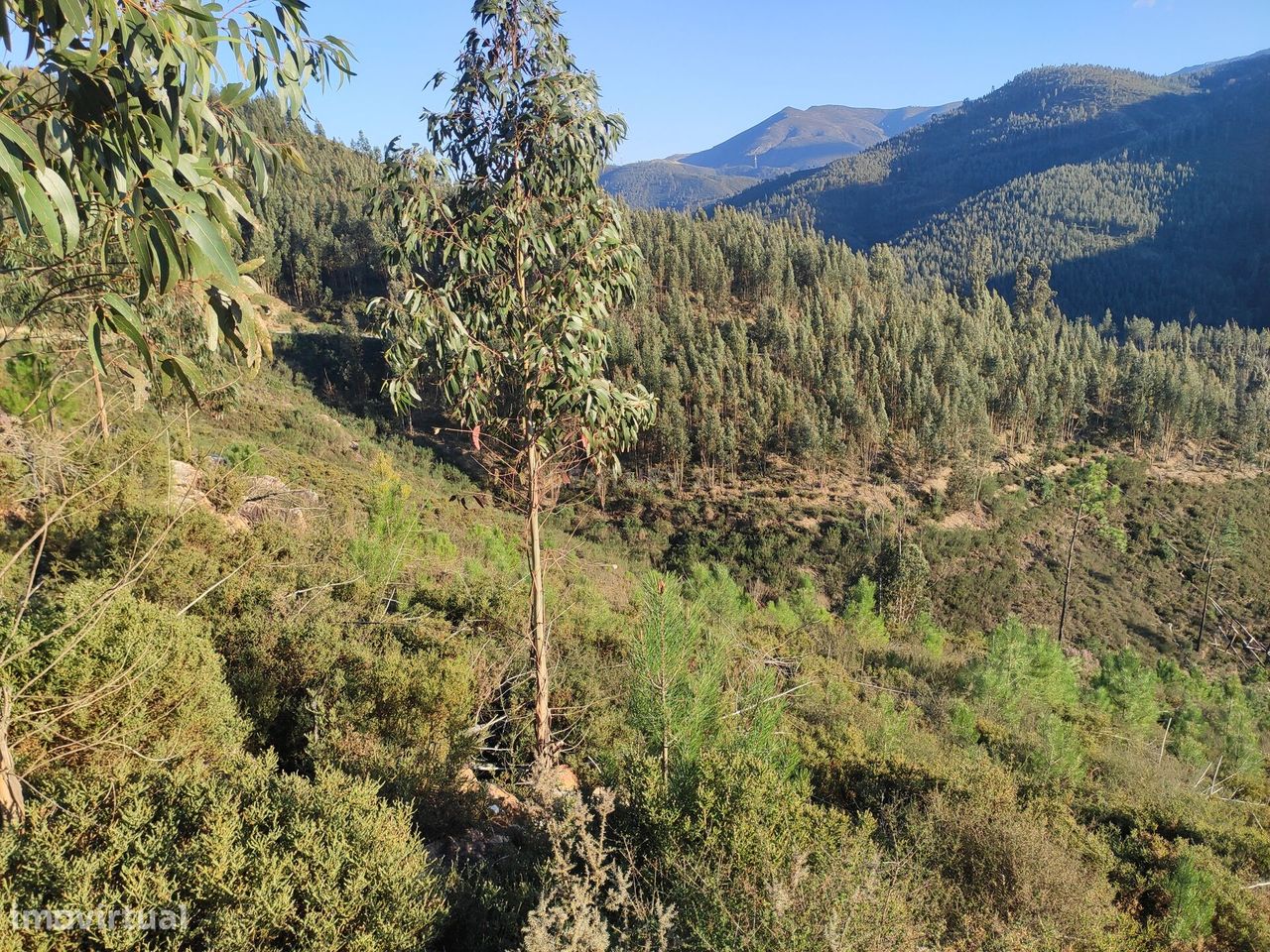 Terreno Florestal em Canelas Espiunca