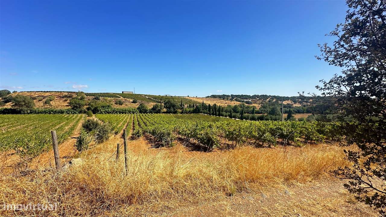 Vinha de Sequeiro Em Borba - Exclusividade no Coração do Alentejo - Grande imagem: 5/20