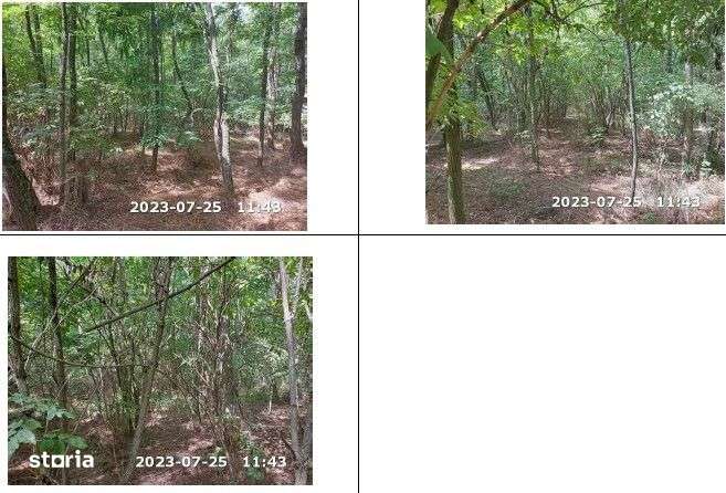 Teren padure, cota de 1/48 Horgesti, ID: R2325871 - Imagine principală: 1/11