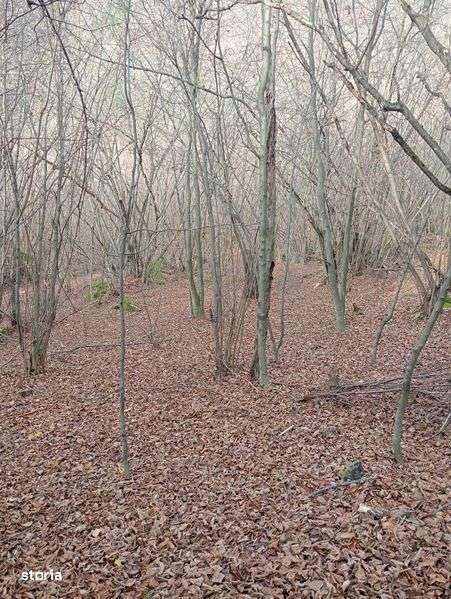 Vând/Schimb teren in zona Râului Mare, Retezat - Imagine principală: 5/8