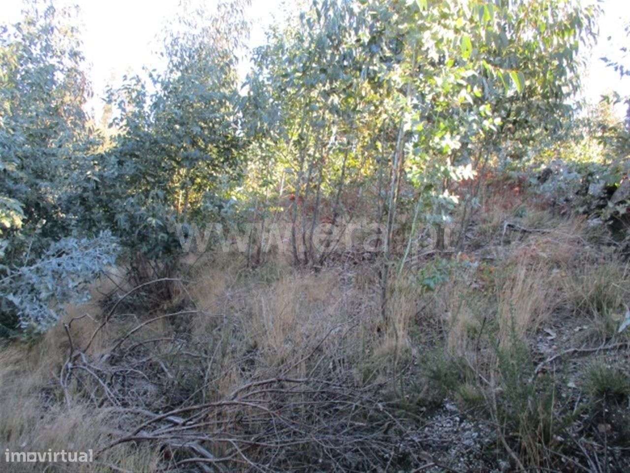 Terreno - Grande imagem: 5/9