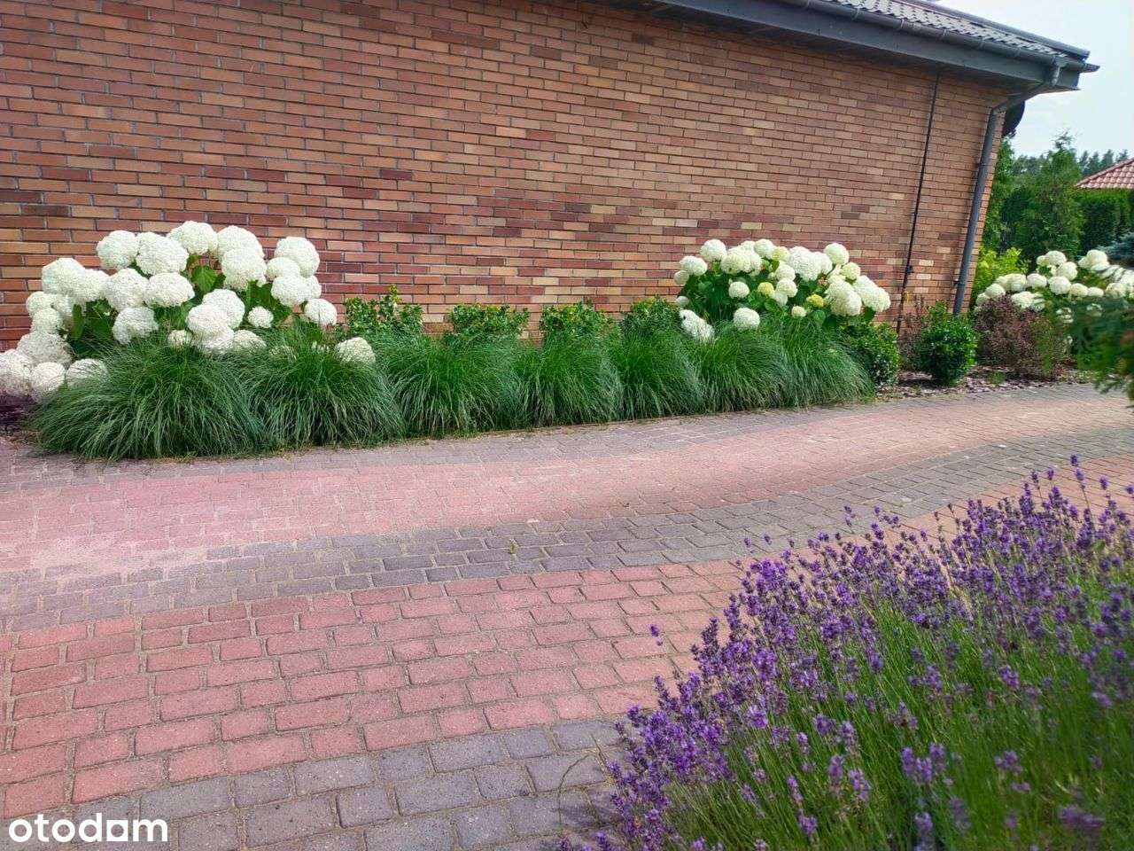 Dom mieszkalny i dom + budynek użytkowy do najmu - Pełny obrazek: 5/20