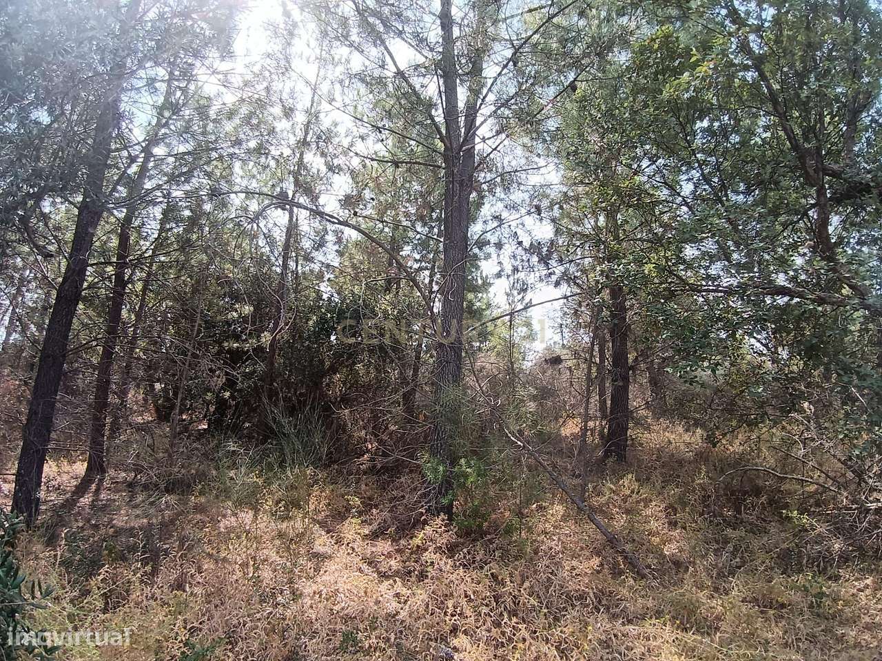 Terreno Rústico em Salgueiro do Campo ( Lomba) - Grande imagem: 4/11