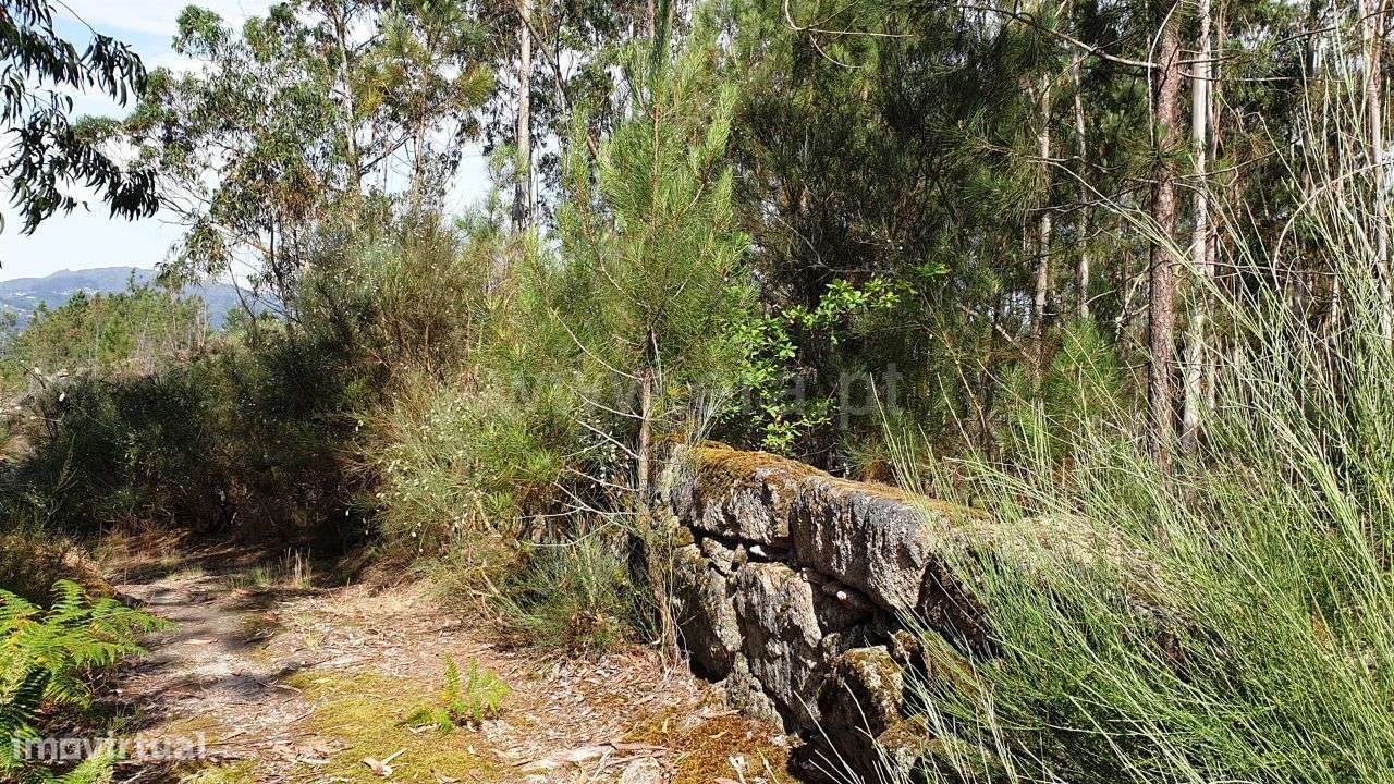 Terreno rústico com 6.645 m2 em Cabeceiras de Basto - Grande imagem: 5/20
