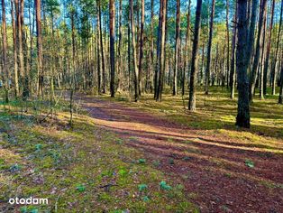 Działka leśna nad Pilicą-Ostrów gm. Aleksandrów