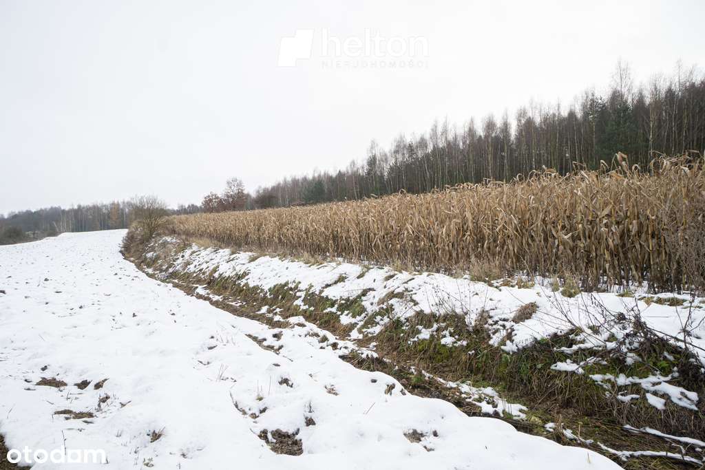 Duża działka 1,2 ha || ok. Miechowa||-5