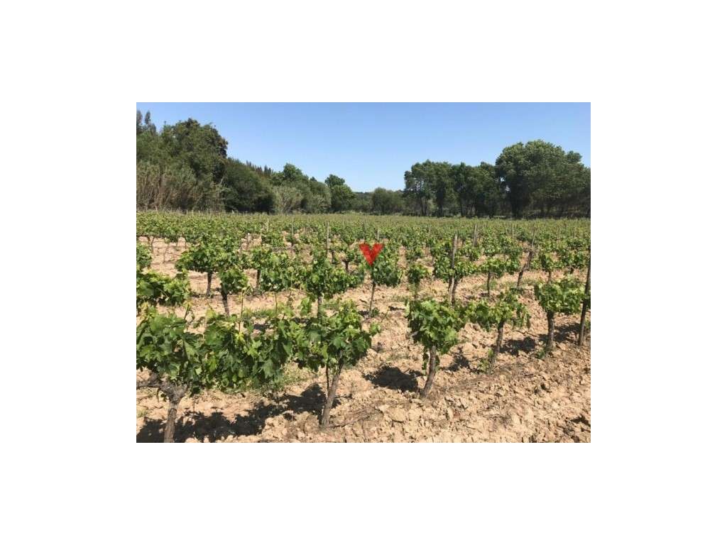 Quinta na Azambuja - Grande imagem: 4/14