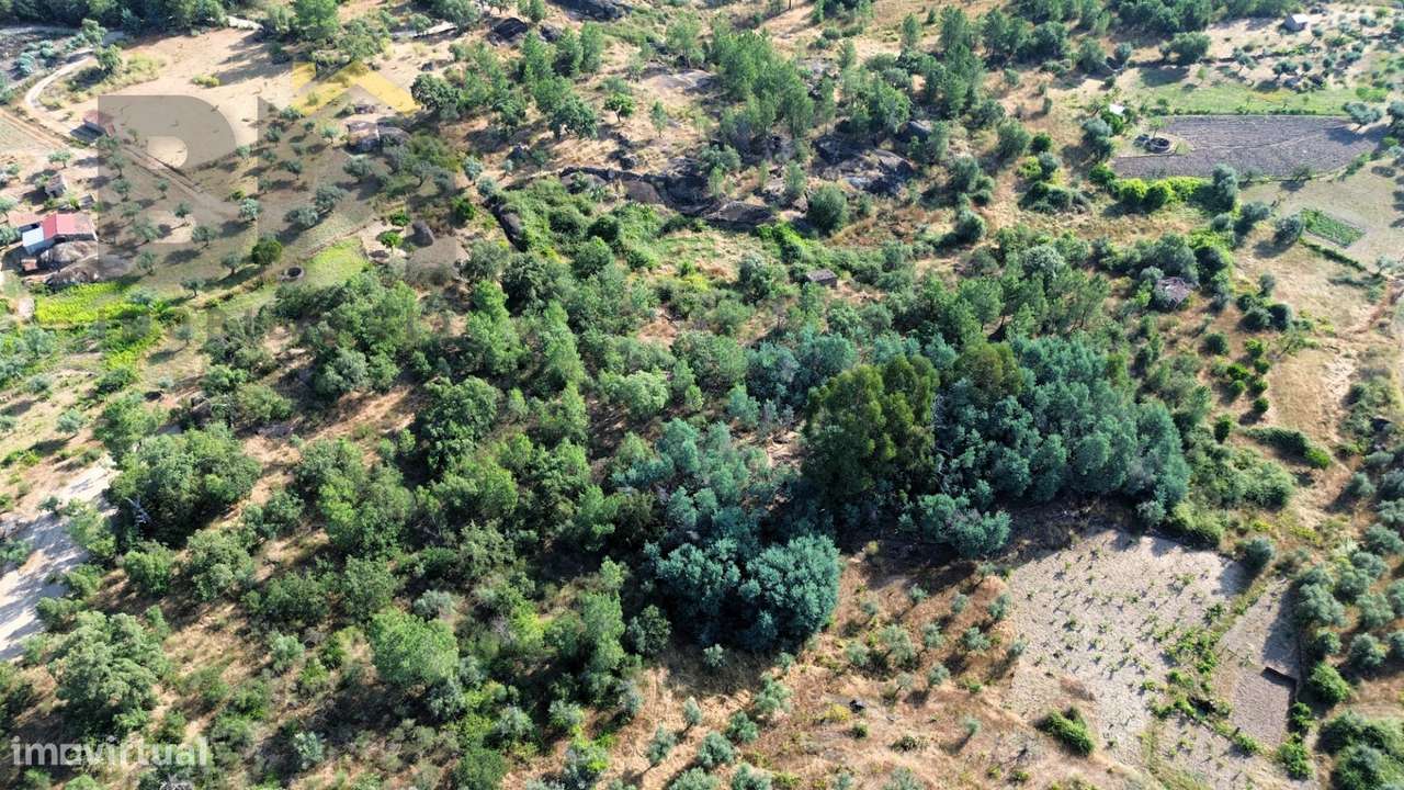 Terreno Rústico  Venda em Salgueiro do Campo,Castelo Branco - Grande imagem: 4/6